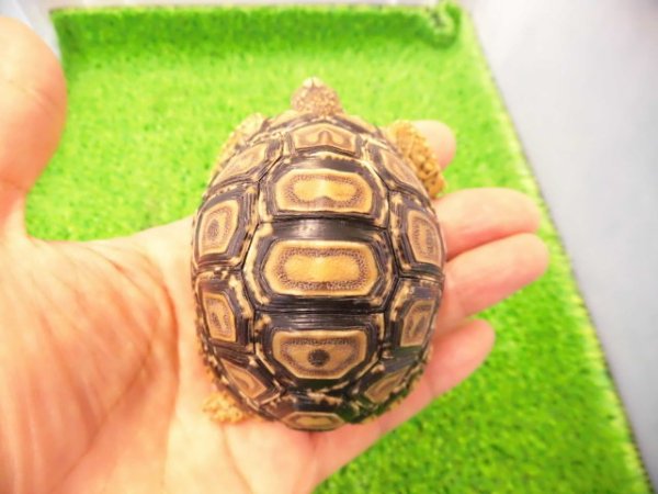 画像1: 美！　ヒョウモンリクガメ　約６.５cm　１
