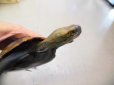 画像3: 美！　ニホンイシガメ　約１４cm♀　１ (3)