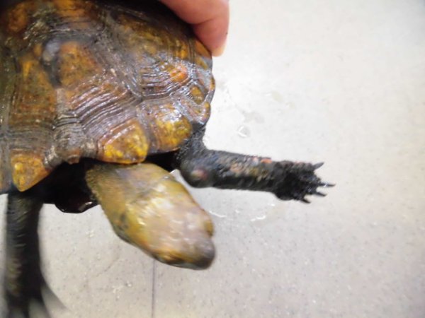 画像5: 美！　ニホンイシガメ　約１４cm♀　１