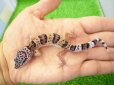 画像1: 美！　ワイルドライン　モンタヌス（ヒョウモントカゲモドキ）　約１０cm　１ (1)