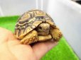 画像5: 美！　ヒョウモンリクガメ　約６.５cm　１