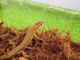 画像1: 美！　ニホンカナヘビ　約１４cm♂　１　 (1)
