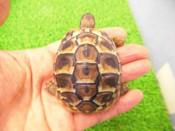 画像1: 美！　ヒガシヘルマンリクガメ 　約６cm　２