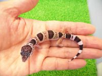 美！　ワイルドライン　パキスタンSp（ヒョウモントカゲモドキ）　約９cm　１