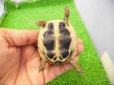 画像6: 美！　ヒガシヘルマンリクガメ 　約６cm　２