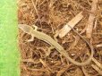 画像2: 美！　ニホンカナヘビ　約１４cm♂　１　 (2)