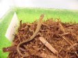 画像3: 美！　ニホンカナヘビ　約１４cm♂　１　 (3)