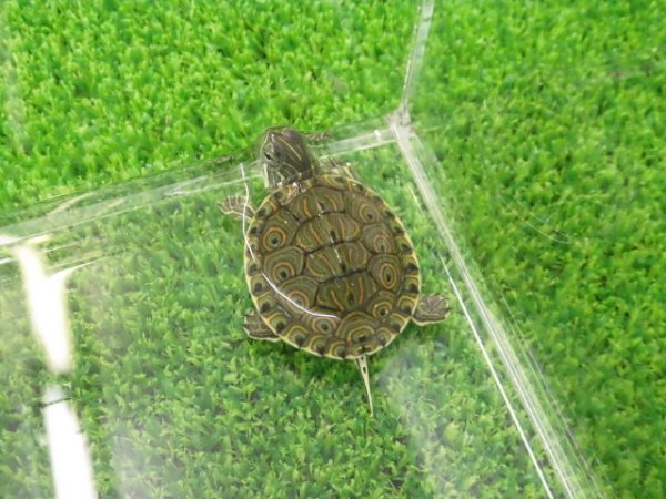 画像4: 美！　中米クジャクガメ　約３.５cm　１