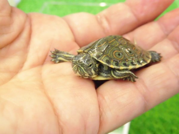 画像3: 美！　中米クジャクガメ　約３.５cm　１