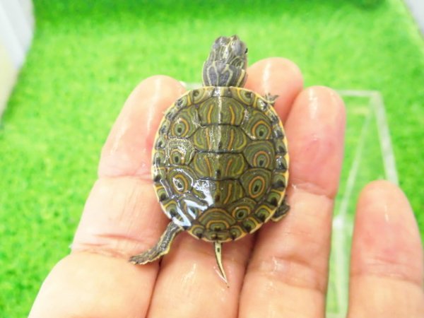 画像1: 美！　中米クジャクガメ　約３.５cm　１