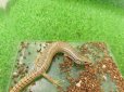 画像3: 美！　シロテンカラカネトカゲ　約１５cmたぶん♂　３ (3)
