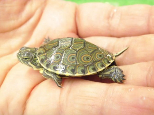 画像2: 美！　中米クジャクガメ　約３.５cm　１