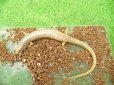 画像2: 美！　シロテンカラカネトカゲ　約１５cmたぶん♂　３ (2)