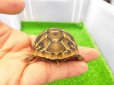 画像3: 美！　ヒガシヘルマンリクガメ 　約５cm　３