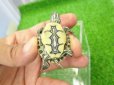 画像5: 美！　中米クジャクガメ　約３.５cm　１ (5)