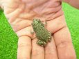 画像4: 美！　テキサスミドリヒキガエル　約４cm (4)