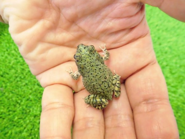画像4: 美！　テキサスミドリヒキガエル　約４cm