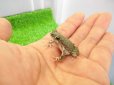 画像5: 美！　テキサスミドリヒキガエル　約４cm (5)