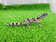 画像5: 美！　ワイルドライン　マクラリウス・マクラリウス（ヒョウモントカゲモドキ）　約９cm　１ (5)