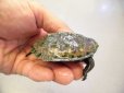 画像2: 美！　ニホンイシガメ　約５.５cm　３ (2)