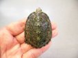 画像1: 美！　ニホンイシガメ　約５.５cm　３ (1)