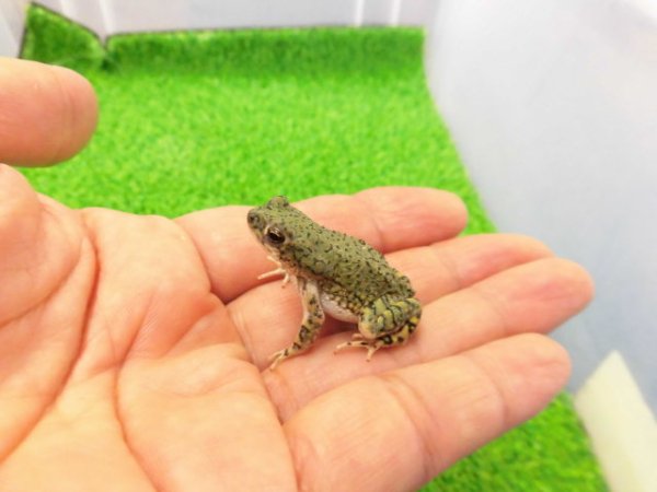 画像1: 美！　テキサスミドリヒキガエル　約４cm