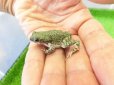 画像3: 美！　テキサスミドリヒキガエル　約４cm (3)