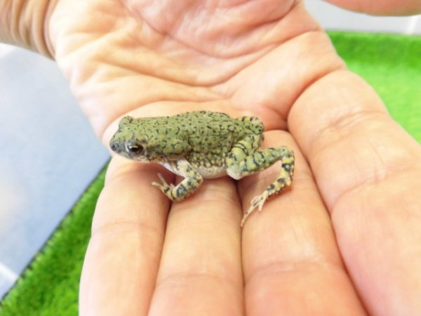 画像3: 美！　テキサスミドリヒキガエル　約４cm