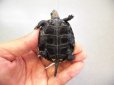 画像4: 美！　ニホンイシガメ　約５.５cm　４ (4)