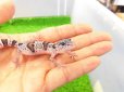 画像2: 美！　ワイルドライン　マクラリウス・マクラリウス（ヒョウモントカゲモドキ）　約９cm　１ (2)