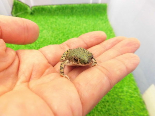 画像2: 美！　テキサスミドリヒキガエル　約４cm