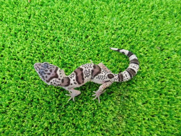 画像4: 美！　ワイルドライン　マクラリウス・マクラリウス（ヒョウモントカゲモドキ）　約９cm　１