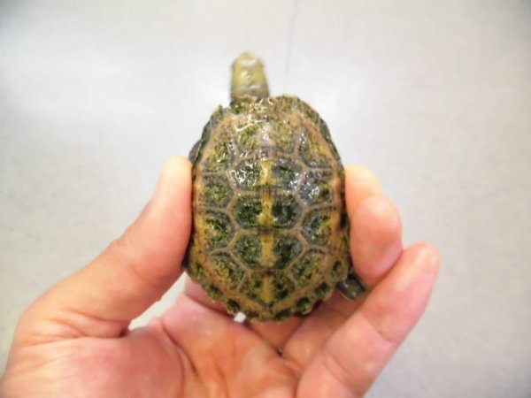 画像1: 美！　ニホンイシガメ　約５.５cm　４