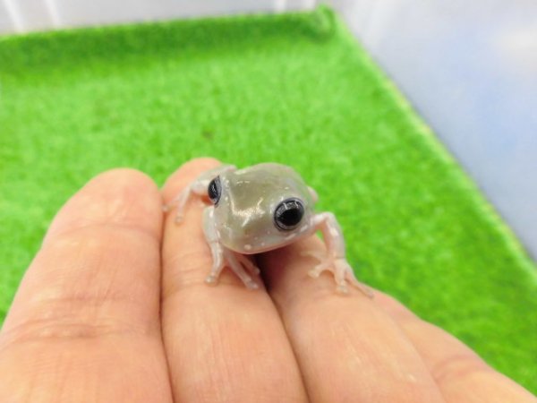 画像3: 美！　ブルーイエアメガエル（スノーフレーク）　約３.５cm　１