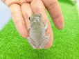 画像2: 美！　ブルーイエアメガエル（スノーフレーク）　約３.５cm　１ (2)
