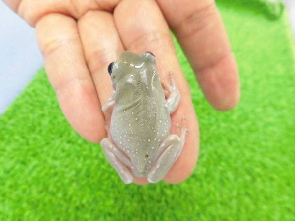 画像2: 美！　ブルーイエアメガエル（スノーフレーク）　約３.５cm　１