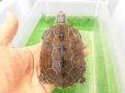 画像1: 美！　クサガメ（ヘテロパステルアルビノ）　約９cm　たぶん♀　２ (1)