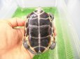 画像4: 美！　クサガメ（ヘテロパステルアルビノ）　約９cm　たぶん♀　２ (4)