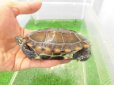 画像3: 美！　クサガメ（ヘテロパステルアルビノ）　約９cm　たぶん♀　２ (3)