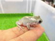 画像4: 美！　ブルーイエアメガエル（スノーフレーク）　約３.５cm　１ (4)