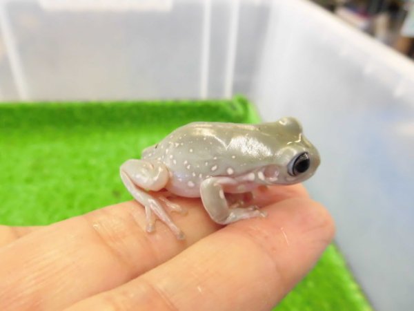 画像4: 美！　ブルーイエアメガエル（スノーフレーク）　約３.５cm　１