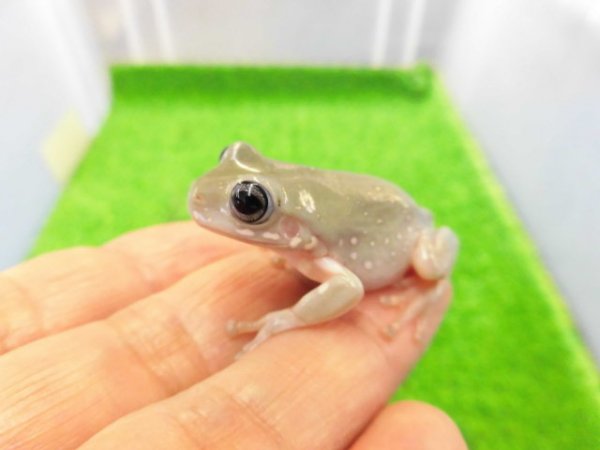 画像1: 美！　ブルーイエアメガエル（スノーフレーク）　約３.５cm　１