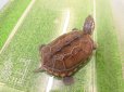 画像5: 美！　クサガメ（ヘテロパステルアルビノ）　約９cm　たぶん♀　２ (5)