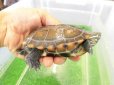 画像2: 美！　クサガメ（ヘテロパステルアルビノ）　約９cm　たぶん♀　２ (2)