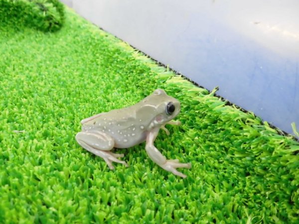 画像5: 美！　ブルーイエアメガエル（スノーフレーク）　約３.５cm　１