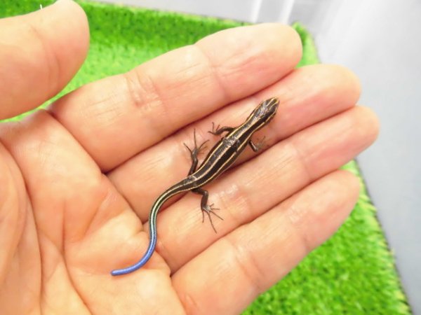 画像3: 美！　ニホントカゲ（幼体）　約７cm　１