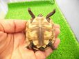 画像5: 美！　アカアシリクガメ（バルバドスCB）　約５.５ｃｍ　１