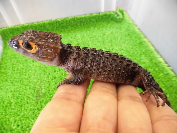画像2: 美！　アカメカブトトカゲ　約１８cm♂　１