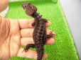 画像3: 美！　アカメカブトトカゲ　約１８cm♂　１