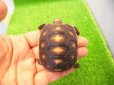 画像1: 美！　アカアシリクガメ（バルバドスCB）　約５.５ｃｍ　１ (1)